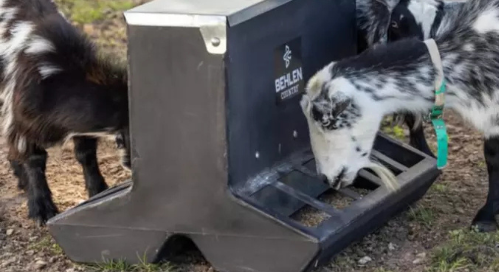 Goats eating out of a Behlen feeder