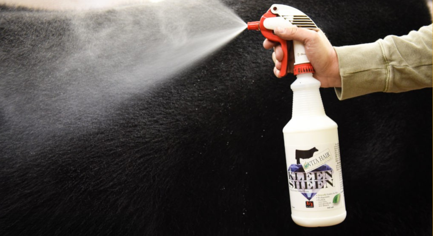 Kleen Sheen being sprayed on show calf